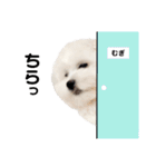 ☆むぎちょこみるく☆ペキビション（個別スタンプ：35）