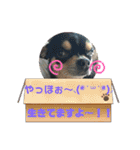 じろの日常7（個別スタンプ：4）