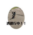 じろの日常7（個別スタンプ：11）