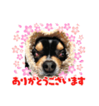 じろの日常7（個別スタンプ：20）