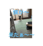 じろの日常7（個別スタンプ：21）