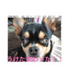 じろの日常7（個別スタンプ：22）
