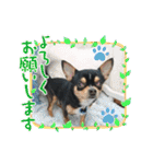 じろの日常7（個別スタンプ：24）