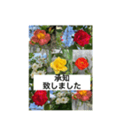 hana hana photo（個別スタンプ：1）
