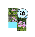 hana hana photo（個別スタンプ：7）