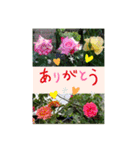 hana hana photo（個別スタンプ：22）