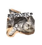 にゃんにゃんだスタンプ（個別スタンプ：5）