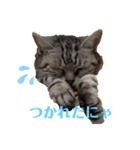 にゃんにゃんだスタンプ（個別スタンプ：6）