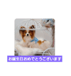 ぱぴぱぴパピヨン31（個別スタンプ：4）