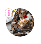 ぱぴぱぴパピヨン31（個別スタンプ：8）