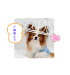 ぱぴぱぴパピヨン31（個別スタンプ：13）