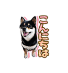 黒柴犬の♡敬語♡スタンプ01 柴犬 敬語（個別スタンプ：2）