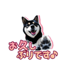 黒柴犬の♡敬語♡スタンプ01 柴犬 敬語（個別スタンプ：6）