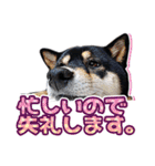 黒柴犬の♡敬語♡スタンプ01 柴犬 敬語（個別スタンプ：9）