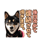 黒柴犬の♡敬語♡スタンプ01 柴犬 敬語（個別スタンプ：10）