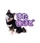 黒柴犬の♡敬語♡スタンプ01 柴犬 敬語（個別スタンプ：11）