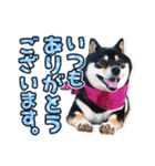 黒柴犬の♡敬語♡スタンプ01 柴犬 敬語（個別スタンプ：17）