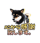 黒柴犬の♡敬語♡スタンプ01 柴犬 敬語（個別スタンプ：18）