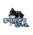 黒柴犬の♡敬語♡スタンプ01 柴犬 敬語（個別スタンプ：19）