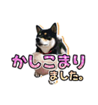 黒柴犬の♡敬語♡スタンプ01 柴犬 敬語（個別スタンプ：20）