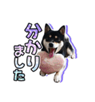 黒柴犬の♡敬語♡スタンプ01 柴犬 敬語（個別スタンプ：21）