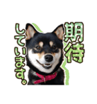 黒柴犬の♡敬語♡スタンプ01 柴犬 敬語（個別スタンプ：23）