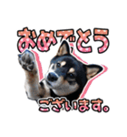 黒柴犬の♡敬語♡スタンプ01 柴犬 敬語（個別スタンプ：24）