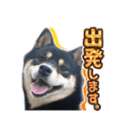 黒柴犬の♡敬語♡スタンプ01 柴犬 敬語（個別スタンプ：26）