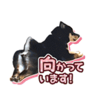 黒柴犬の♡敬語♡スタンプ01 柴犬 敬語（個別スタンプ：27）