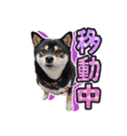 黒柴犬の♡敬語♡スタンプ01 柴犬 敬語（個別スタンプ：28）