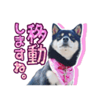 黒柴犬の♡敬語♡スタンプ01 柴犬 敬語（個別スタンプ：29）