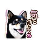 黒柴犬の♡敬語♡スタンプ01 柴犬 敬語（個別スタンプ：30）