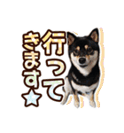 黒柴犬の♡敬語♡スタンプ01 柴犬 敬語（個別スタンプ：32）