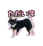 黒柴犬の♡敬語♡スタンプ01 柴犬 敬語（個別スタンプ：33）