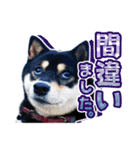 黒柴犬の♡敬語♡スタンプ01 柴犬 敬語（個別スタンプ：39）