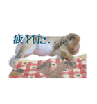 日常スタンプ〈パール・まる・まめ〉（個別スタンプ：4）