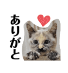 おてんばニアたん（個別スタンプ：1）