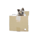 おてんばニアたん（個別スタンプ：38）