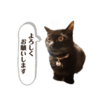 maruko のひとこと（part3）（個別スタンプ：1）
