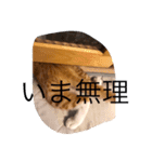 komuginanndesu（個別スタンプ：1）