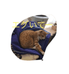 komuginanndesu（個別スタンプ：2）