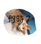 komuginanndesu（個別スタンプ：7）
