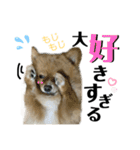 仲間で一緒に②！ポメと黒猫の出デカ文字（個別スタンプ：6）