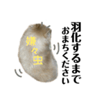 仲間で一緒に②！ポメと黒猫の出デカ文字（個別スタンプ：13）