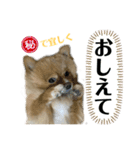 仲間で一緒に②！ポメと黒猫の出デカ文字（個別スタンプ：14）