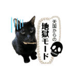 仲間で一緒に②！ポメと黒猫の出デカ文字（個別スタンプ：17）