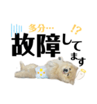 仲間で一緒に②！ポメと黒猫の出デカ文字（個別スタンプ：22）