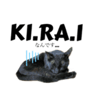 仲間で一緒に②！ポメと黒猫の出デカ文字（個別スタンプ：24）