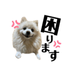 仲間で一緒に②！ポメと黒猫の出デカ文字（個別スタンプ：25）