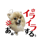 仲間で一緒に②！ポメと黒猫の出デカ文字（個別スタンプ：27）